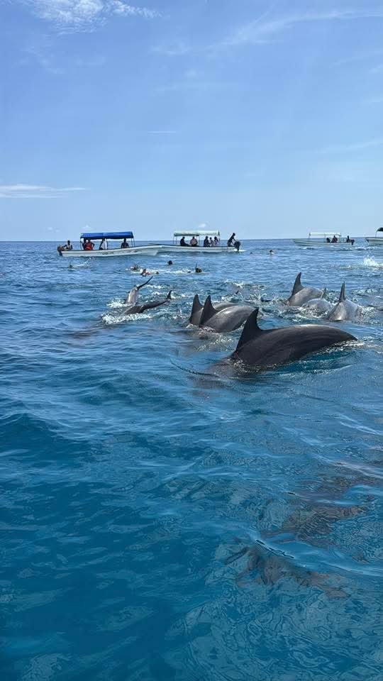 Mnemba Pływanie z Żółwiami Nungwi Zanzibar