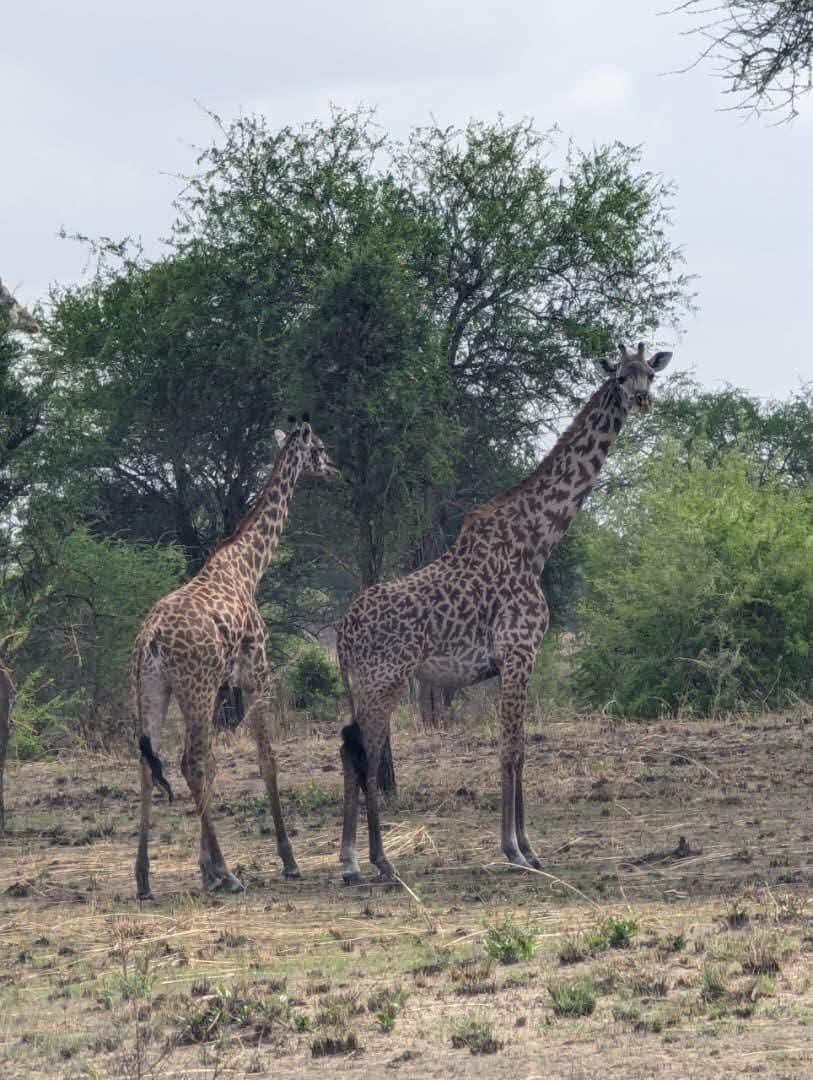 Mikumi National Park Tanzania safari