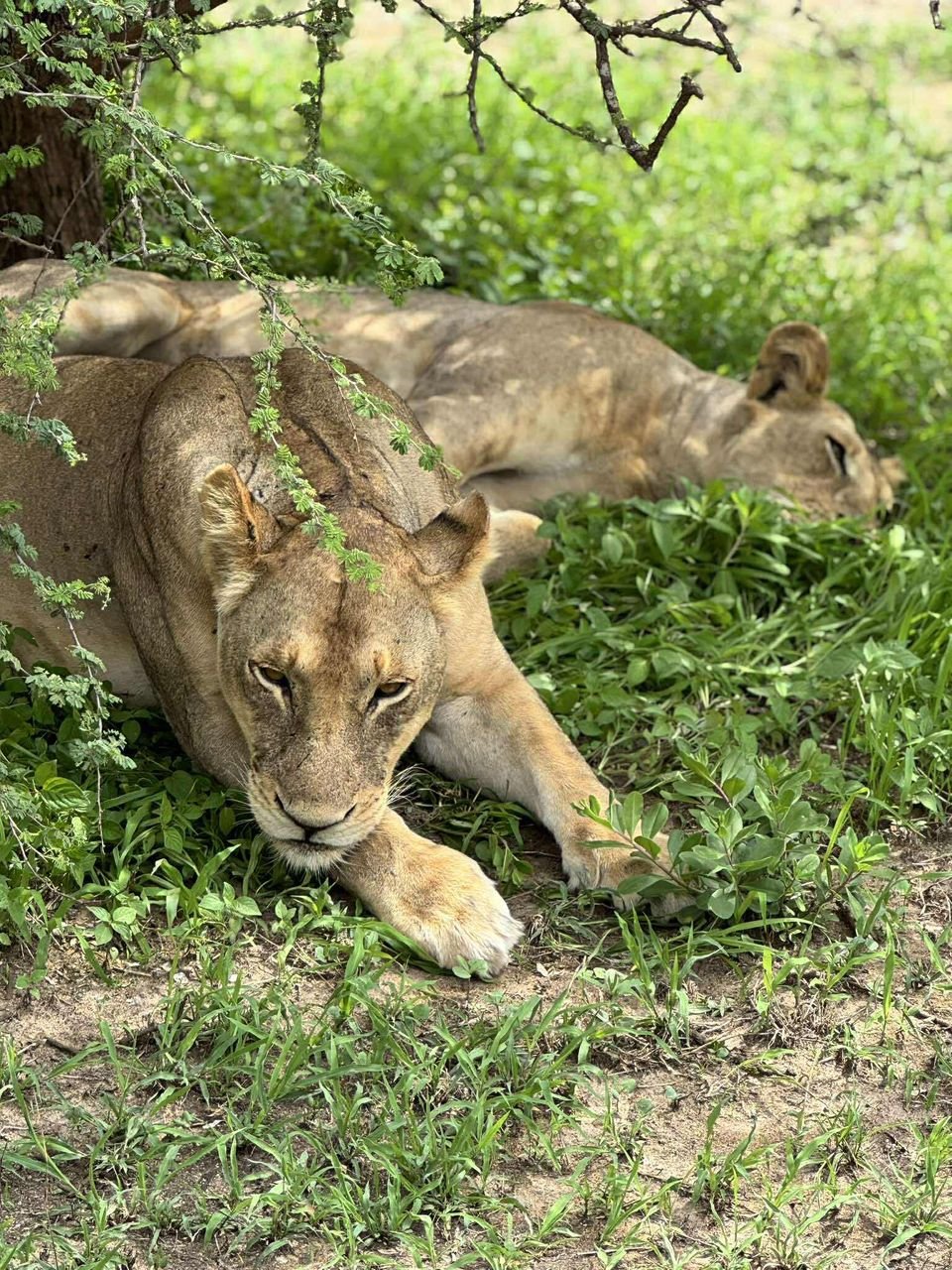 Selous Nyerere Tanzania safari