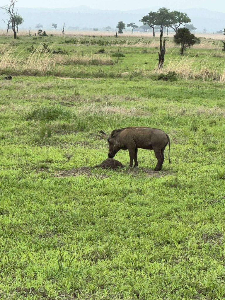 WhatsApp Image 2026-01-06 at 11.06.16 — kopia