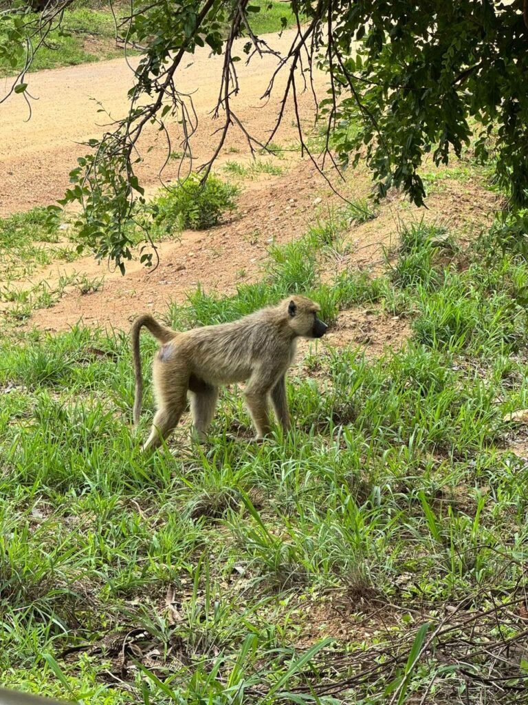 WhatsApp Image 2026-01-06 at 11.06.18 (1)