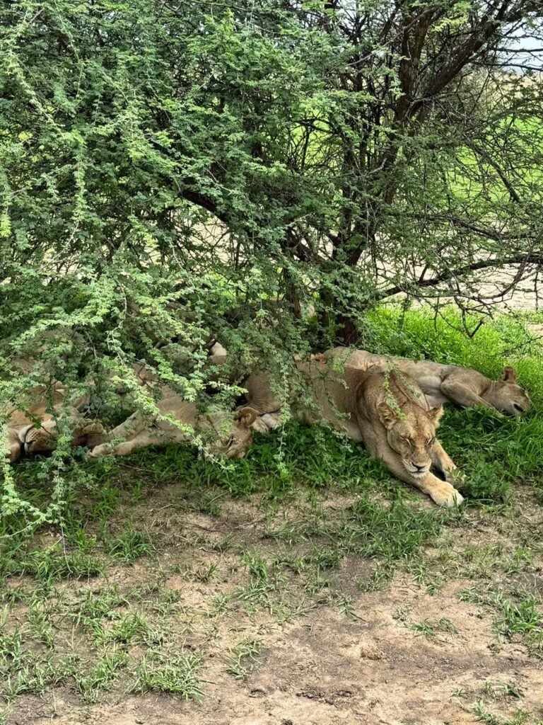 WhatsApp Image 2026-01-06 at 11.06.18