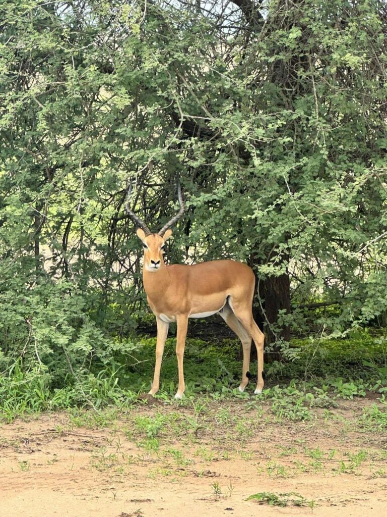 WhatsApp Image 2026-01-06 at 11.06.19 (2)