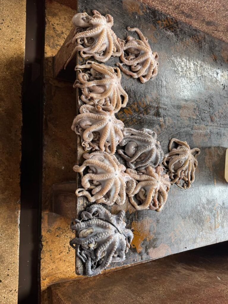 WhatsApp Image 2026-01-07 at 21.37.17 (1)