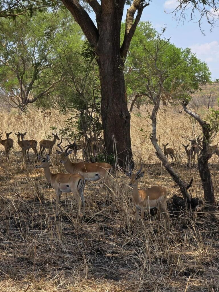 WhatsApp Image 2026-01-07 at 21.40.20 (1)