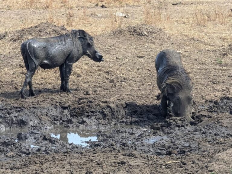 WhatsApp Image 2026-01-07 at 22.13.37 (1)