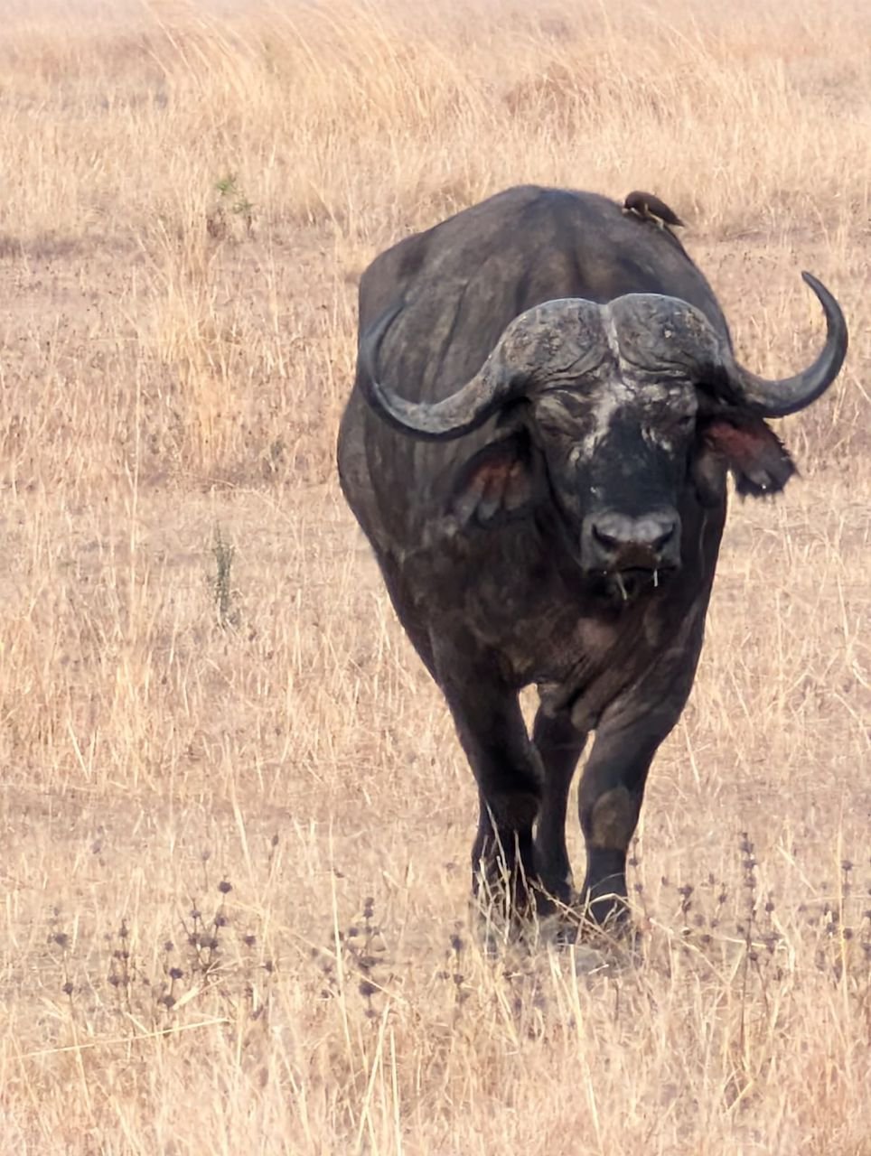 Selous 2 dni safari Tanzania