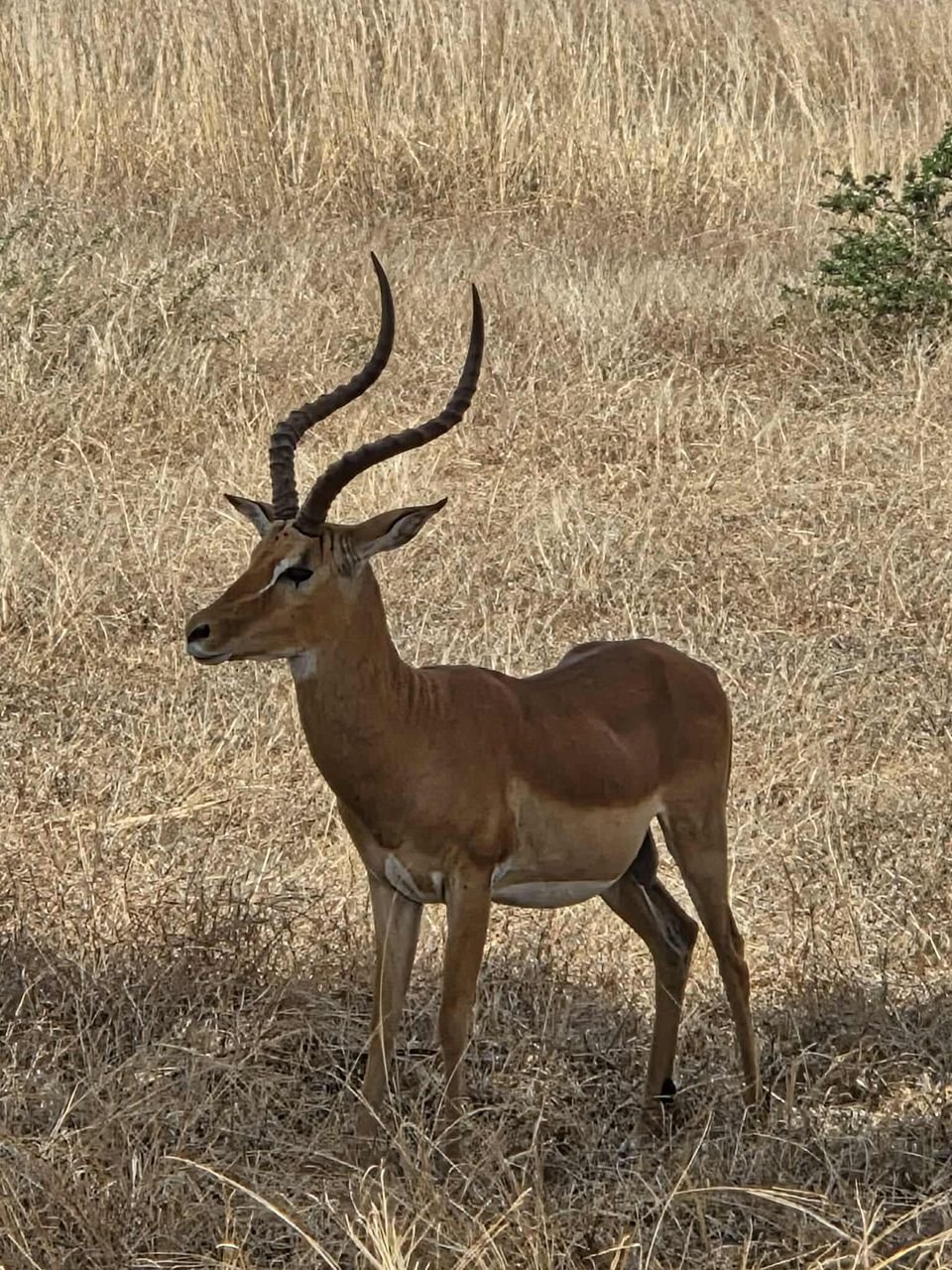Park Narodowy Tarangire Tanzania safari