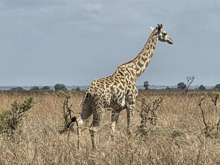 WhatsApp Image 2026-01-07 at 22.13.43