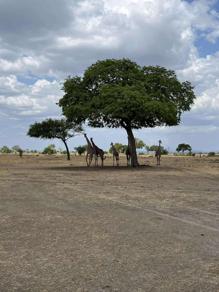 WhatsApp Image 2026-01-07 at 22.13.45