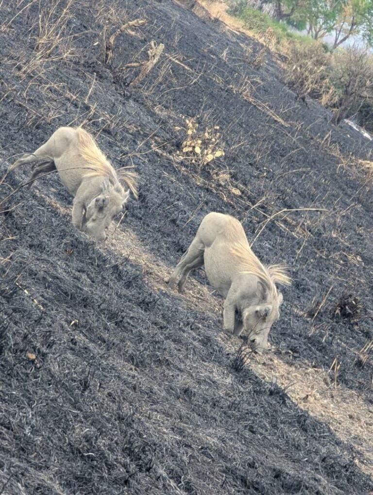 WhatsApp Image 2026-01-07 at 22.13.48 (1)