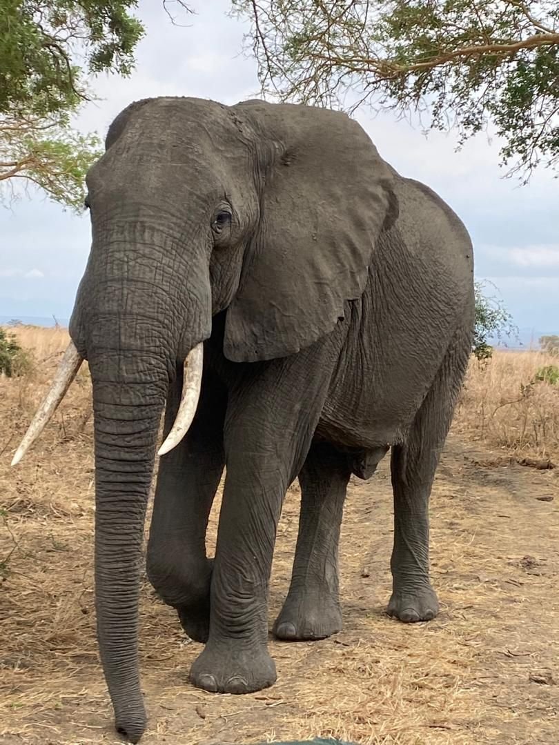 Mikumi Tanzania z dojazdem pociąg samolot