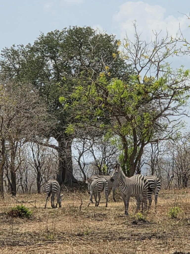 WhatsApp Image 2026-01-07 at 22.13.51 (1)