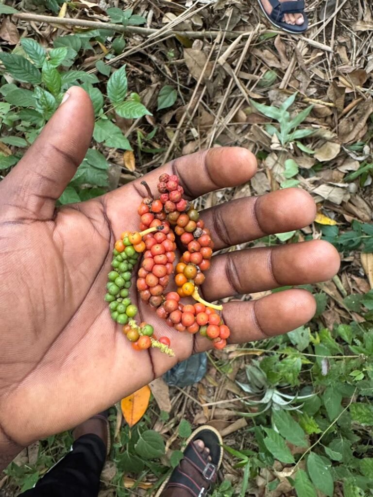 WhatsApp Image 2026-01-28 at 20.57.29 (1)