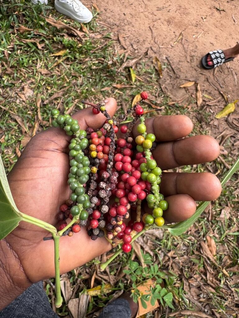 WhatsApp Image 2026-01-28 at 20.57.31