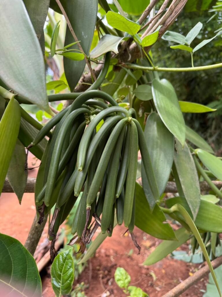 WhatsApp Image 2026-01-28 at 20.57.32 (1)