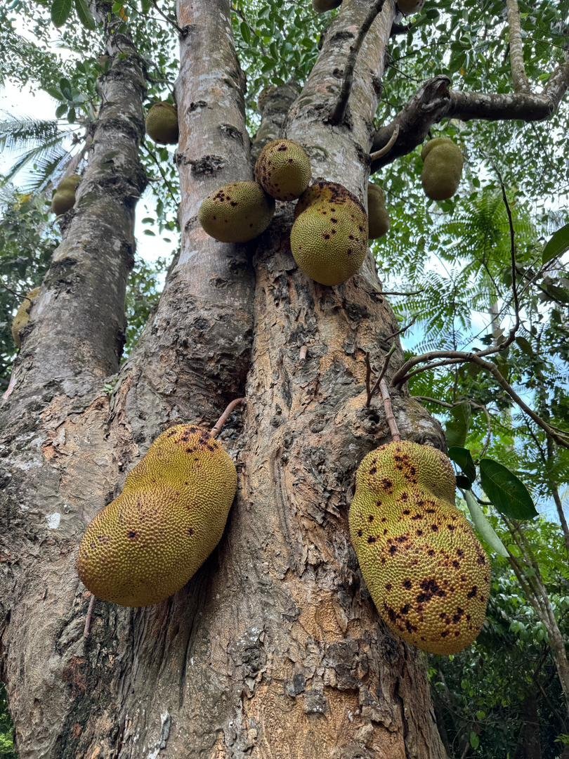 Duże owoce rosnące na pniu tropikalnego drzewa na farmie na Zanzibarze