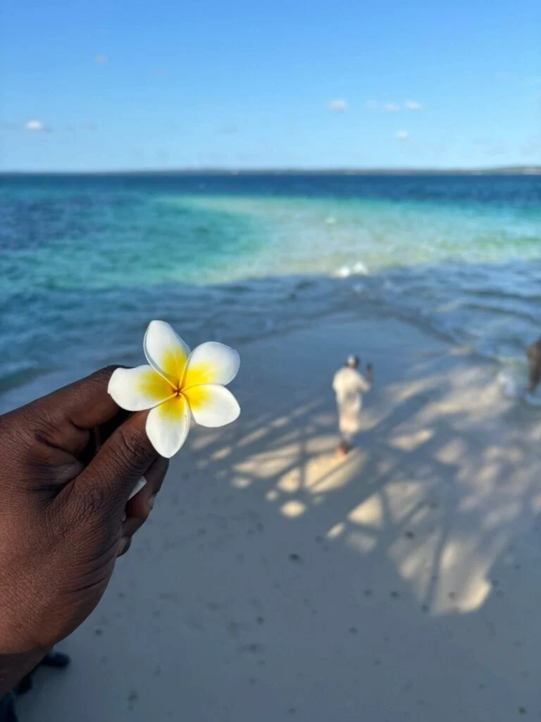 Kwiat na plaży Zanzibar