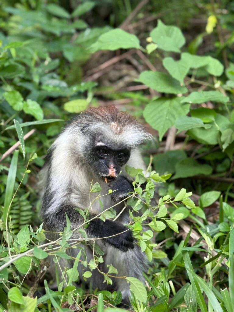 Jozani Forest - małpy na Zanzibarze